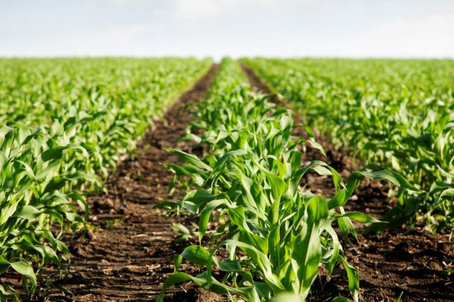 2023-as kukorica és napraforgó vetőmag árak